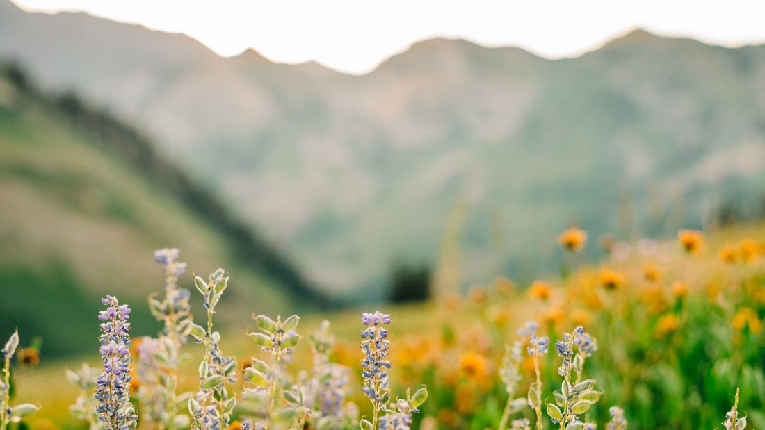 Draper Utah's Digital Dreams Realized with Soda Spoon Marketing