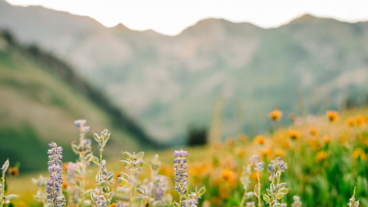 Draper Utah's Digital Dreams Realized with Soda Spoon Marketing